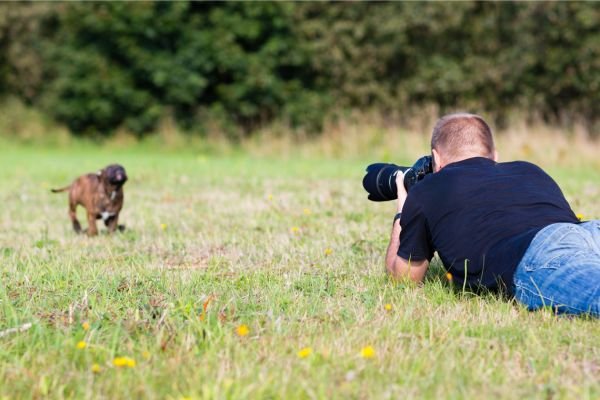 Fotógrafo de Pets: Capturando a Personalidade dos Animais de Estimação