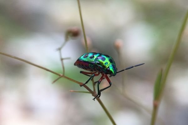 Macrofotografia para Fotógrafos: Explorando o Mundo em Miniatura